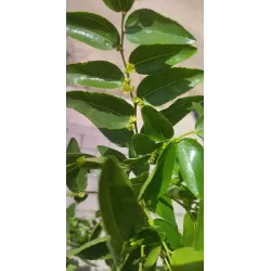 Zizifas - Ziziphus jujuba THORNLESS