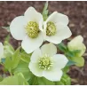 Helleborus Pretty Ellen WHITE Spotted