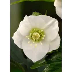 Eleboras - Helleborus Pretty Ellen WHITE