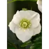Helleborus Pretty Ellen WHITE Spotted