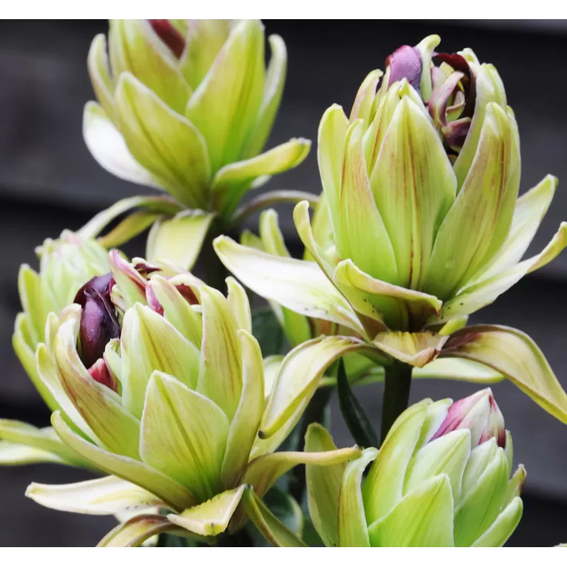 Lelija - Lilium Mistery Dream (Mystery Dream) dydis 16-18 XXL x5