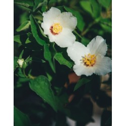 Jazminų Minnesota Snowflake sodinukai su pristatymu į namus