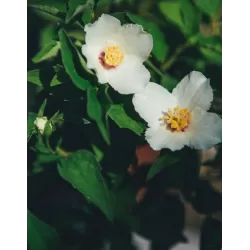 Jazminų Minnesota Snowflake sodinukai su pristatymu į namus