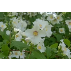 Jazminas - Philadelphus BELLE ETOILE