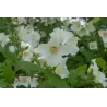 Jazminas - Philadelphus BELLE ETOILE