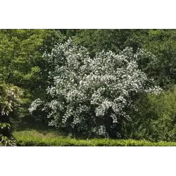 Jazminas - Philadelphus BELLE ETOILE