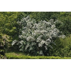 Jazminų Minnesota Snowflake sodinukai su pristatymu į namus