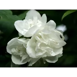 Jazminų Minnesota Snowflake sodinukai su pristatymu į namus