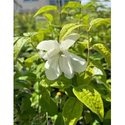 Jazminas - Philadelphus LITTLE WHITE LOVE