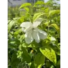Jazminas - Philadelphus LITTLE WHITE LOVE