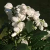 Jazminas - Philadelphus LITTLE WHITE LOVE