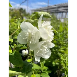 Jazminas - Philadelphus POMPON