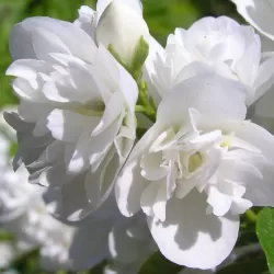Jazminas - Philadelphus POMPON