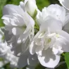 Jazminas - Philadelphus POMPON