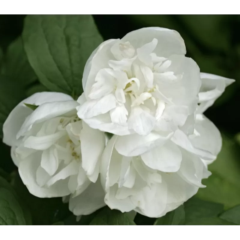 Jazminų Minnesota Snowflake sodinukai su pristatymu į namus