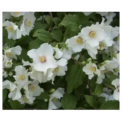 Jazminas - Philadelphus BELLE ETOILE
