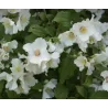 Jazminas - Philadelphus BELLE ETOILE