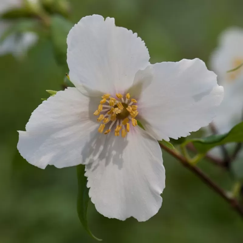 Jazminas - Philadelphus BELLE ETOILE