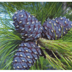 Sibirinė pušis - Pinus sibirica