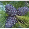Sibirinė pušis - Pinus sibirica