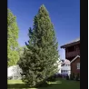 Sibirinė pušis - Pinus sibirica