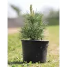 Sibirinė pušis - Pinus sibirica