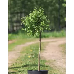 Užsisakyk augalus pavasariui jau dabar