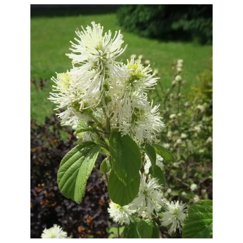 Didysis vokarnis - Fothergilla monticola