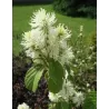 Didysis vokarnis - Fothergilla monticola