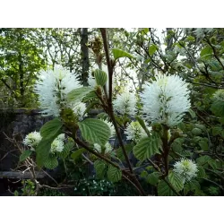 Didysis vokarnis - Fothergilla major