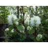 Didysis vokarnis - Fothergilla major