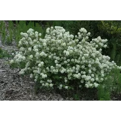 Didysis vokarnis - Fothergilla monticola