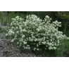 Didysis vokarnis - Fothergilla monticola