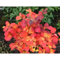 Didysis vokarnis - Fothergilla monticola