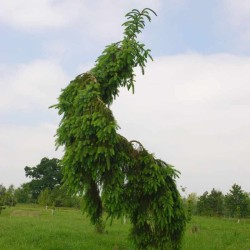 Serbinė eglė - Picea omorika PENDULA