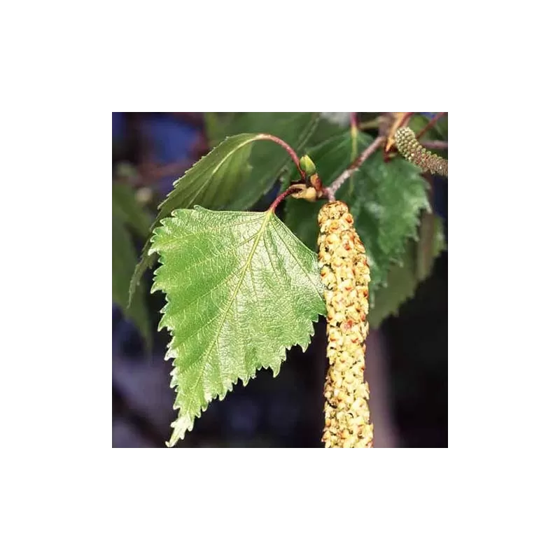 Plaukuotasis beržas - Betula pubescens RISTI PENDULA