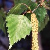 Plaukuotasis beržas - Betula pubescens RISTI PENDULA