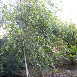 Plaukuotasis beržas - Betula pubescens RISTI PENDULA