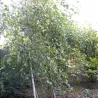 Plaukuotasis beržas - Betula pubescens RISTI PENDULA