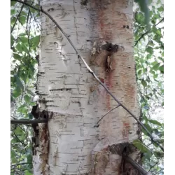 Plaukuotasis beržas - Betula pubescens RISTI PENDULA