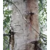 Plaukuotasis beržas - Betula pubescens RISTI PENDULA