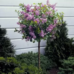 Alyvos - Syringa x BLOOMERANG DARK PURPLE
