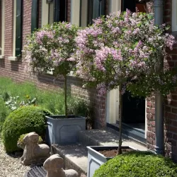 Alyvos - Syringa x BLOOMERANG DARK PURPLE