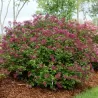 Alyvos - Syringa x BLOOMERANG DARK PURPLE