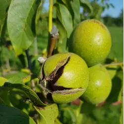 Graikinių riešutmedžių sodinukai su pristatymu į namus