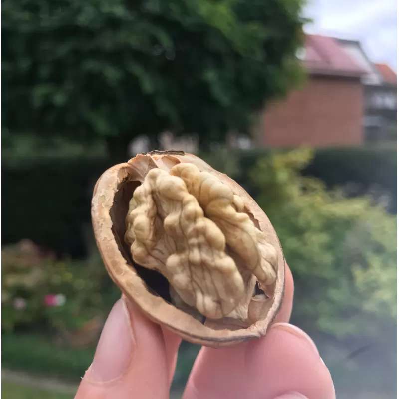 Graikinių riešutmedžių sodinukai su pristatymu į namus