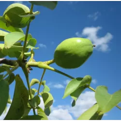 Graikinių riešutmedžių sodinukai su pristatymu į namus