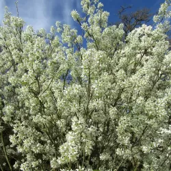 Medžiai ir krūmai internetu su pristatymu į namus visoje Lietuvoje