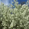 Kanadinė medlieva - Amelanchier canadensis RAINBOW PILLAR (GLENNFORM)