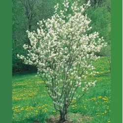 Kanadinė medlieva - Amelanchier canadensis RAINBOW PILLAR (GLENNFORM)